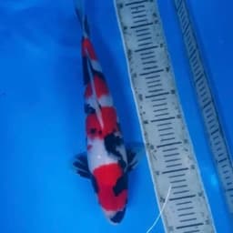 CENTRAL PARK KOI