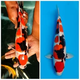 Pratama koi