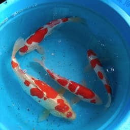 Axas koi