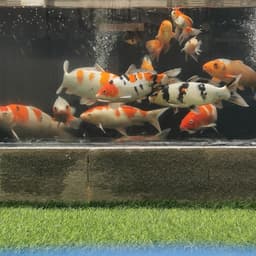 catur pras