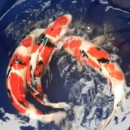zein koi