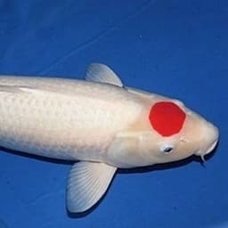 BESTIE KOI ™