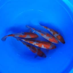 tunas jaya koi