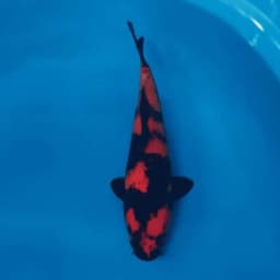 dealerkoi