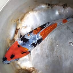 JD.ID KOI