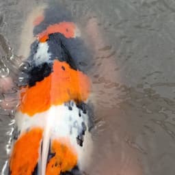 Kiarra Koi