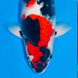 Tolee Maniax Koi
