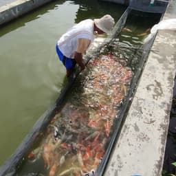 gelora koi 