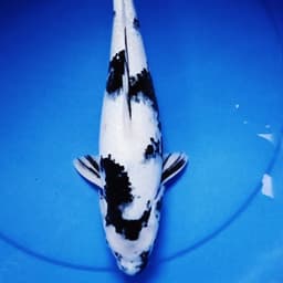 Broiler koi Blitar