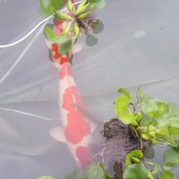 NikiSae_Koi