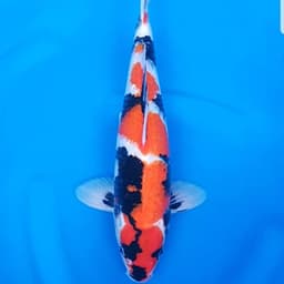 ~ASATOSI KOI ~
