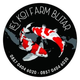 Elshirazy Koi