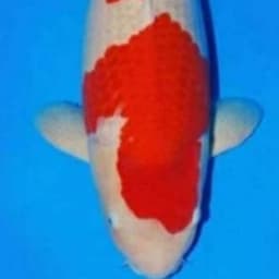 WONG ALIT Koi 