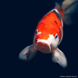 Arcy Koi