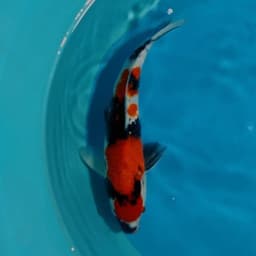 endorfin koi