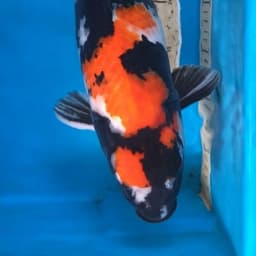 Hok-khi Koi