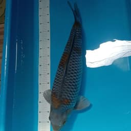 JOYO KOI