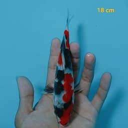 MULTAZAM KOI BLITAR