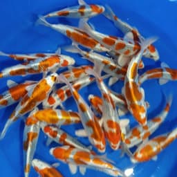 wahyu vitra