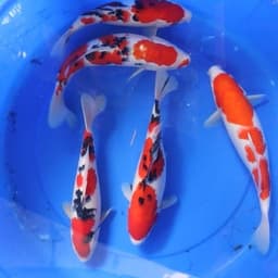 sab_koi