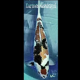 Kurawa Nishikigoi