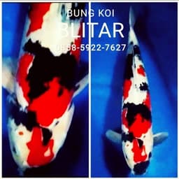 BUNG KOI BLITAR