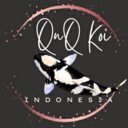 QnQ Koi