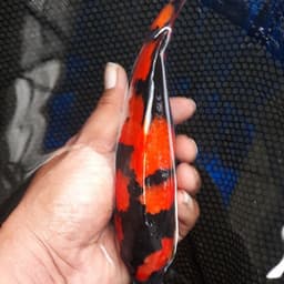 Rogi koi