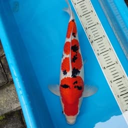 jambol koi 