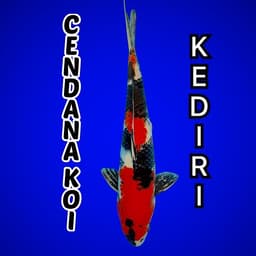 CENDANA KOI
