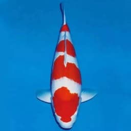 Alena Koi