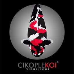ciko