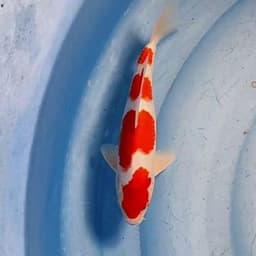 HRP Koi