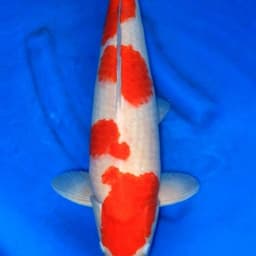 Barra's koi 