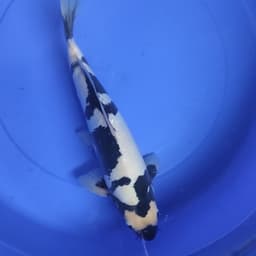 Blazer koi