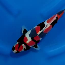 lutfi koi 77