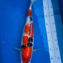 AKAR BREDER KOI