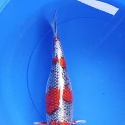 Aka Koi Farm