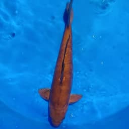 koi i go ( 鯉いご)