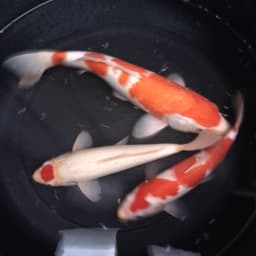 alam78koi
