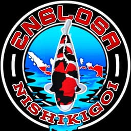 Englosa Nishikigoi ☑
