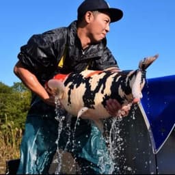 Bunga naura koi 