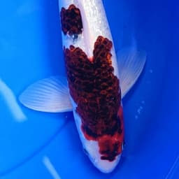 Febrian Koi Farm
