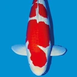 WULAN KOI BLITAR 