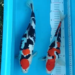 Market koi Bltr