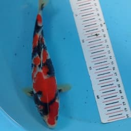 OvanKoi
