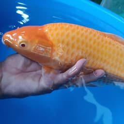 Ihwan ID_KOI