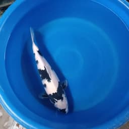 Didik Koi 