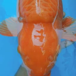 GadingR