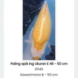 Pollos koi junior